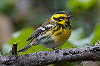 Townsend's Warbler