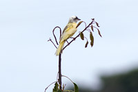 Tropical Kingbird