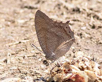 Tropical Leafwing