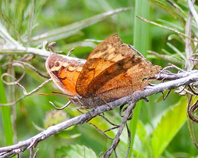 Tropical Leafwing