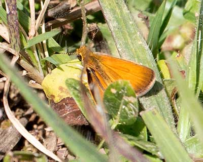 Tropical Least Skipper