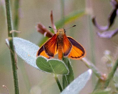 Tropical Least Skipper