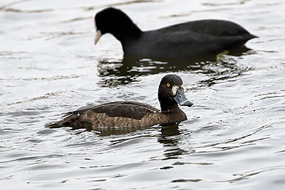 Tufted Duck