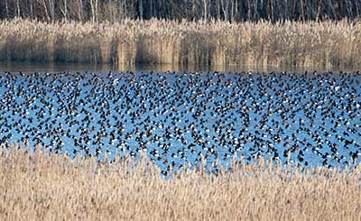 Tufted Duck