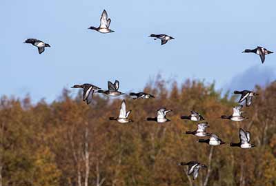 Tufted Duck