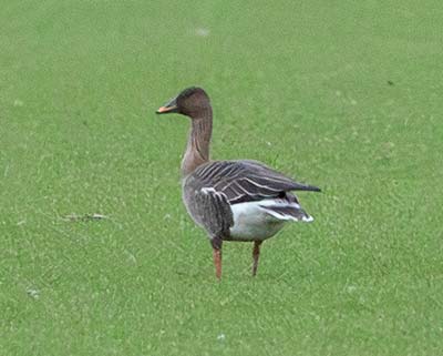 Tundra Bean-Goose