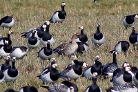 Tundra Bean-Goose