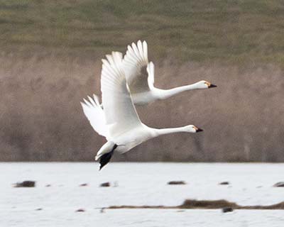 Tundra Swan