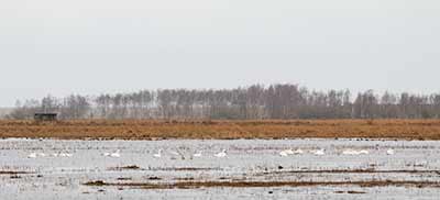 Tundra Swan