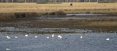Tundra Swan