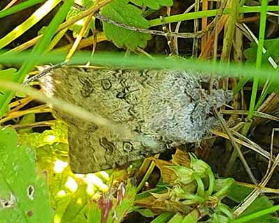Turnip Moth