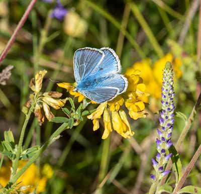 Turquoise Blue