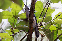 Transvolcanic Jay