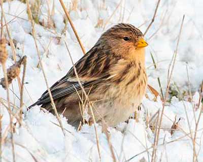Twite