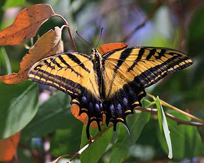 Two-tailed Tiger Swallowtail