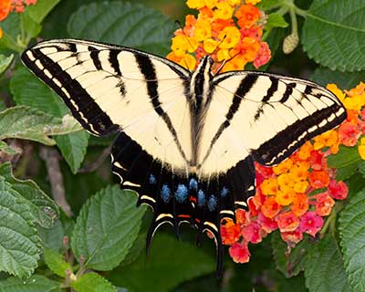 Two-tailed Tiger Swallowtail