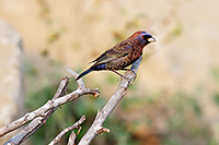 Varied Bunting