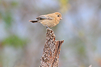 Varied Bunting