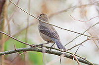 Varied Bunting