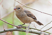 Varied Bunting
