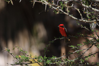 Vermilion Flycatcher