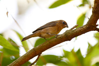 Varied Bunting