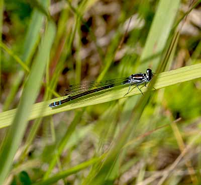 Variable Bluet