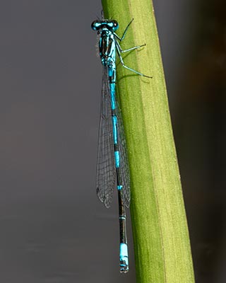 Variable Bluet