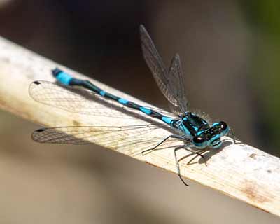 Variable Bluet