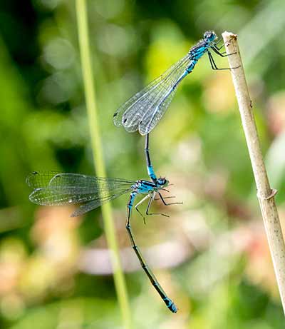 Variable Bluet