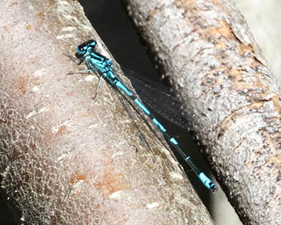 Variable Bluet