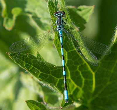 Variable Bluet