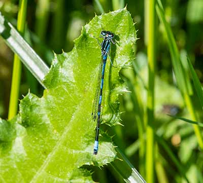 Variable Bluet
