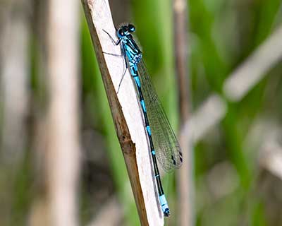 Variable Bluet