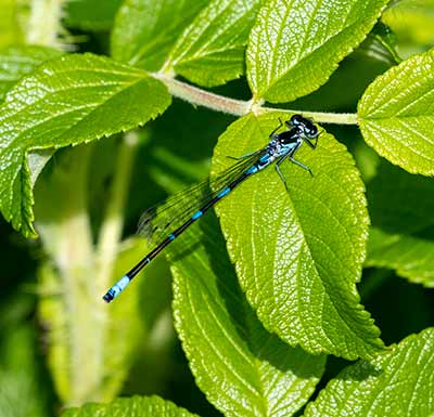 Variable Bluet