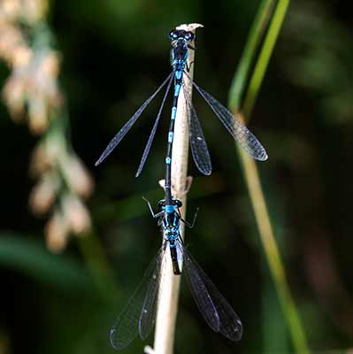 Variable Bluet