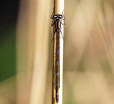 Variable Bluet