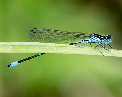 Variable Bluet