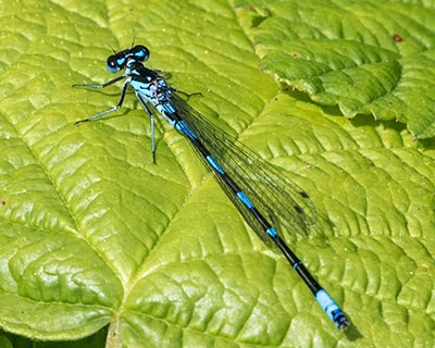 Variable Bluet