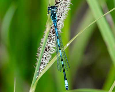 Variable Bluet