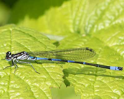 Variable Bluet