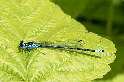 Variable Bluet