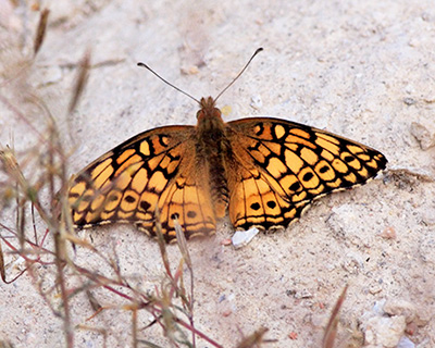 Variegated Fritillary