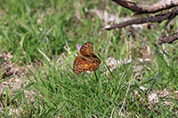 Variegated Fritillary