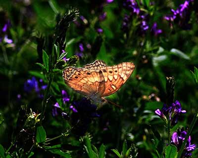 Variegated Fritillary