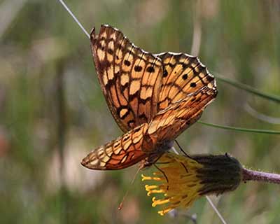Variegated Fritillary