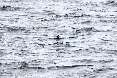 Velvet Scoter