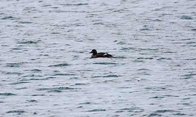 Velvet Scoter