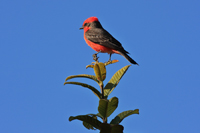 Vermilion Flycatcher
