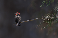 Vermilion Flycatcher